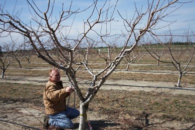 Mike Parker demonstrating pruning
