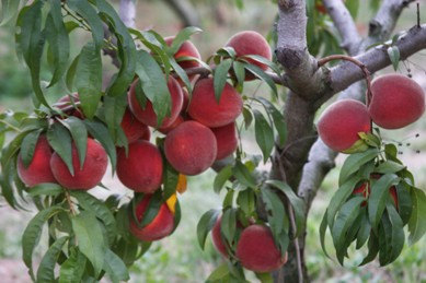 Tree ripe peaches