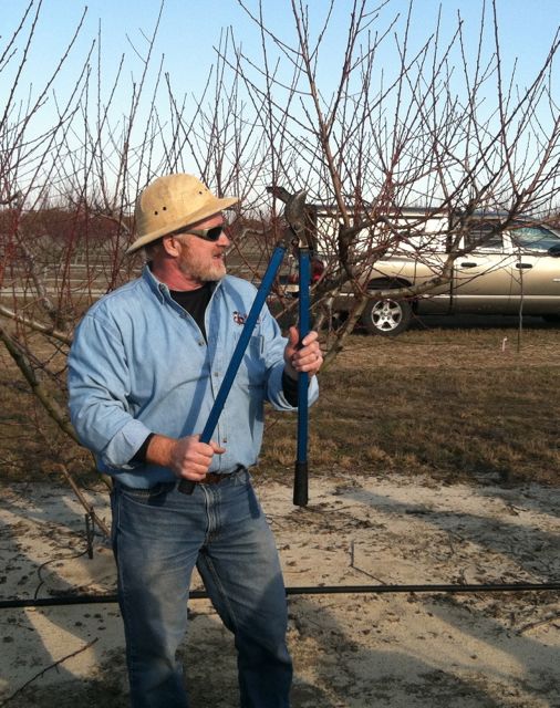 Dr. Mike Parker demonstrates pruning peach trees