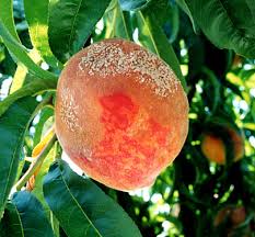 ripening peach shows brown rot fungus