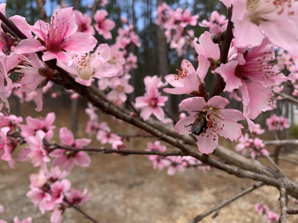 peach blossoms with a bee pollinating one of the flowers