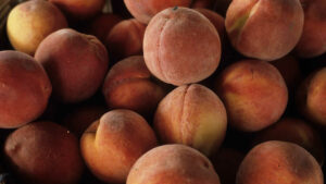 Cover photo for Peach Growers - Montgomery County, NC